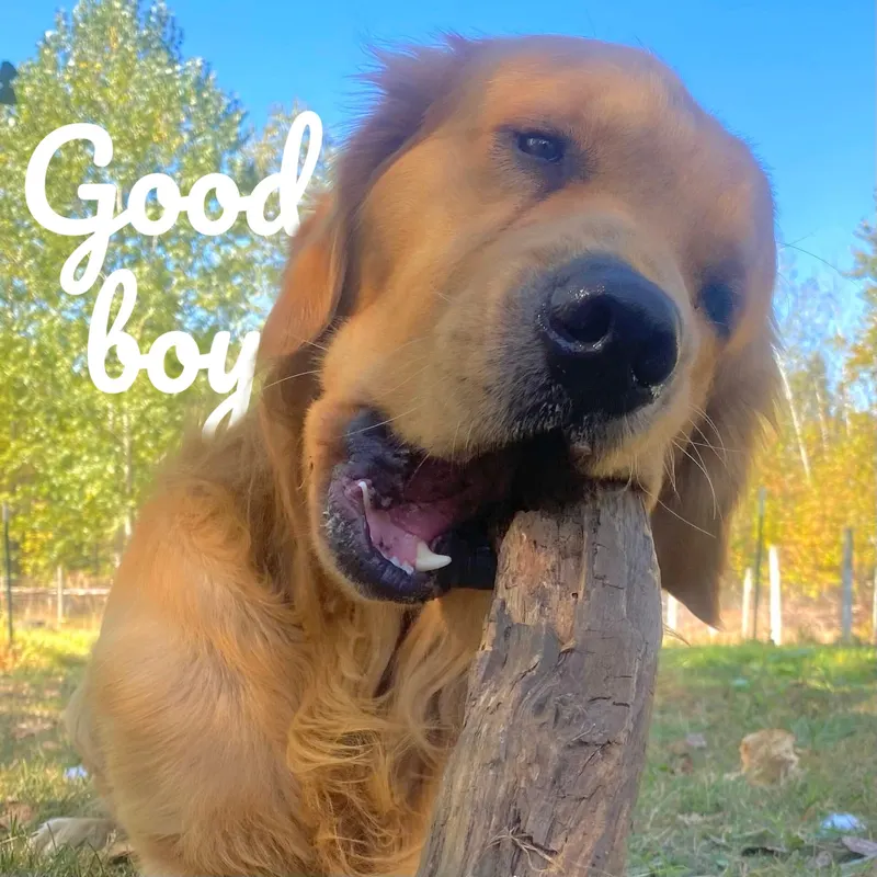 Golden retriever with the words Good boy in white Pacifico script, partly behind its ear